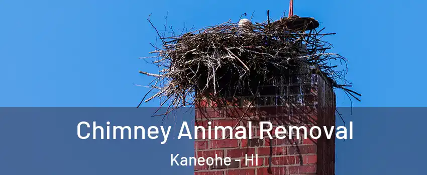 Chimney Animal Removal Kaneohe - HI