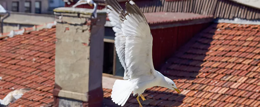 Residential Chimney Animal Removal Solution in Kaneohe, HI